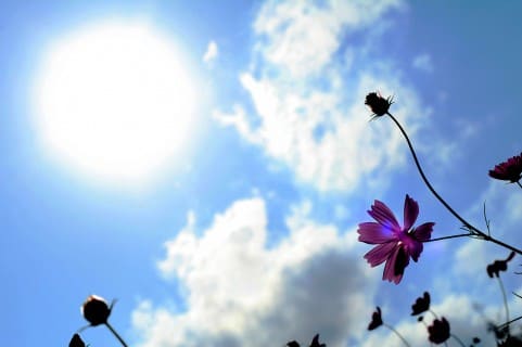 太陽と雲と花画像