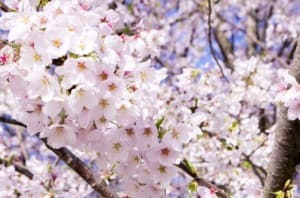 桜画像