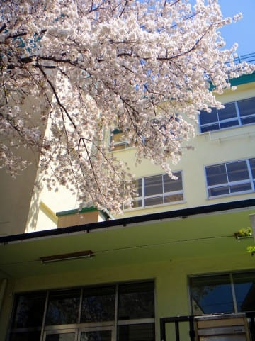 桜画像