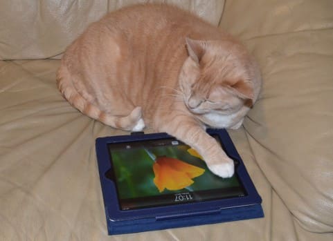 自宅でゴロゴロ猫画像