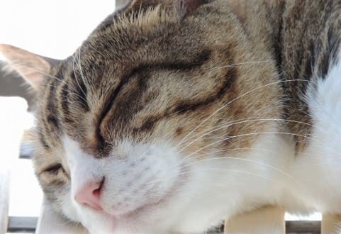 猫アップ画像